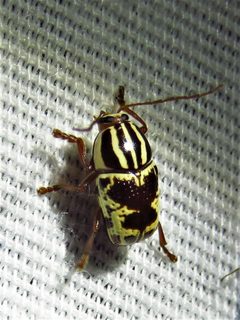 Cryptocephalus leucomelas by (c) Annika Lindqvist, some rights reserved (CC BY), uploaded by Annika Lindqvist. Used under a CC-BY license.