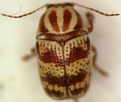 Cryptocephalus leucomelas by (c) Jason Eckberg, some rights reserved (CC BY), uploaded by Jason Eckberg. Used under a CC-BY license.