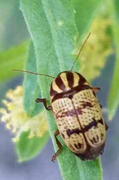 Cryptocephalus leucomelas by (c) Jason Eckberg, some rights reserved (CC BY), uploaded by Jason Eckberg. Used under a CC-BY license.