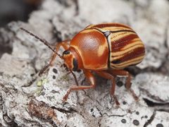 Cryptocephalus obsoletus by no rights reserved, uploaded by Zygy. Used under a CC0 license.