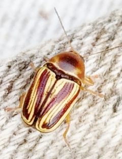 Cryptocephalus obsoletus by no rights reserved, uploaded by Ken Kneidel. Used under a CC0 license.