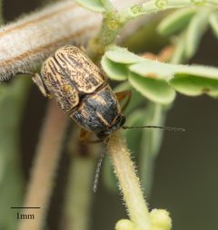 Pachybrachis analis by no rights reserved, uploaded by Jesse Rorabaugh. Used under a CC0 license.