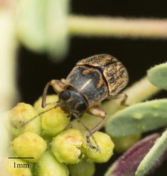 Pachybrachis analis by no rights reserved, uploaded by Jesse Rorabaugh. Used under a CC0 license.