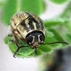 Pachybrachis analis by (c) Lon Brehmer, some rights reserved (CC BY), uploaded by Lon Brehmer. Used under a CC-BY license.