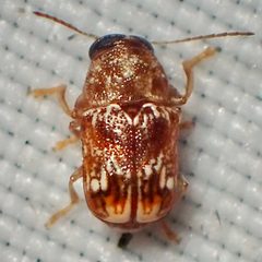 Pachybrachis bullatus by (c) Sue Carnahan, some rights reserved (CC BY), uploaded by Sue Carnahan. Used under a CC-BY license.