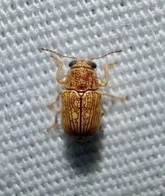 Pachybrachis pusillus by (c) Joshua Ebright, some rights reserved (CC BY), uploaded by Joshua Ebright. Used under a CC-BY license.