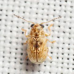 Pachybrachis pusillus by (c) Justin Williams, some rights reserved (CC BY), uploaded by Justin Williams. Used under a CC-BY license.