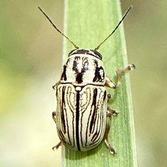Pachybrachis umbraculatus by (c) F. LaBry, some rights reserved (CC BY), uploaded by F. LaBry. Used under a CC-BY license.