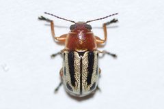 Pachybrachis bivittatus by (c) Owen Strickland, some rights reserved (CC BY), uploaded by Owen Strickland. Used under a CC-BY license.
