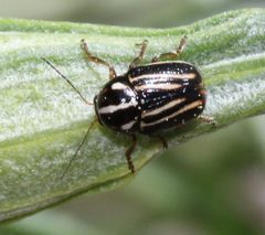 Cryptocephalus amatus by (c) Even Dankowicz, some rights reserved (CC BY), uploaded by Even Dankowicz. Used under a CC-BY license.