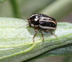 Cryptocephalus amatus by (c) Even Dankowicz, some rights reserved (CC BY), uploaded by Even Dankowicz. Used under a CC-BY license.