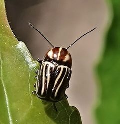 Cryptocephalus amatus by (c) Colin Croft, some rights reserved (CC BY), uploaded by Colin Croft. Used under a CC-BY license.