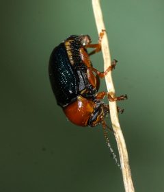 Cryptocephalus arizonensis by (c) Andrew Meeds, some rights reserved (CC BY), uploaded by Andrew Meeds. Used under a CC-BY license.