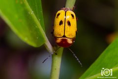 Cryptocephalus aulicus by no rights reserved, uploaded by Lyn Roueche. Used under a CC0 license.