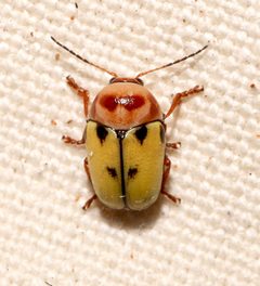 Cryptocephalus aulicus by (c) Laura Gaudette, some rights reserved (CC BY), uploaded by Laura Gaudette. Used under a CC-BY license.