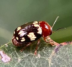 Cryptocephalus badius by no rights reserved, uploaded by Ken Kneidel. Used under a CC0 license.