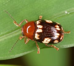 Cryptocephalus badius by (c) skitterbug, some rights reserved (CC BY), uploaded by skitterbug. Used under a CC-BY license.