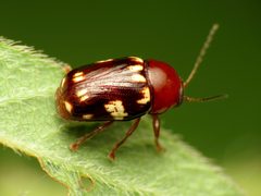 Cryptocephalus badius by (c) Katja Schulz, some rights reserved (CC BY). Used under a CC-BY license.