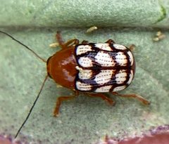 Cryptocephalus guttulatus by (c) River Ahlquist, some rights reserved (CC BY), uploaded by River Ahlquist. Used under a CC-BY license.