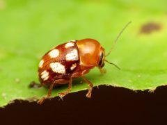 Cryptocephalus guttulatus by (c) Katja Schulz, some rights reserved (CC BY). Used under a CC-BY license.