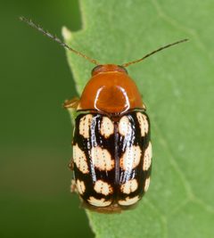 Cryptocephalus guttulatus by (c) skitterbug, some rights reserved (CC BY), uploaded by skitterbug. Used under a CC-BY license.