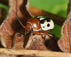 Cryptocephalus insertus by (c) Roger Rittmaster, some rights reserved (CC BY), uploaded by Roger Rittmaster. Used under a CC-BY license.