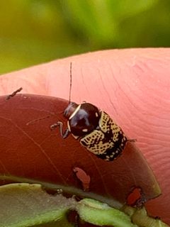 Cryptocephalus irroratus by (c) Sandra H Statner, some rights reserved (CC BY), uploaded by Sandra H Statner. Used under a CC-BY license.