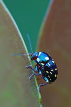 Cryptocephalus nigrocinctus by (c) Eridan Xharahi, some rights reserved (CC BY), uploaded by Eridan Xharahi. Used under a CC-BY license.