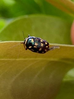 Cryptocephalus nigrocinctus by (c) Sandra H Statner, some rights reserved (CC BY), uploaded by Sandra H Statner. Used under a CC-BY license.