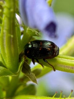 Cryptocephalus nigrocinctus by (c) Sandra H Statner, some rights reserved (CC BY), uploaded by Sandra H Statner. Used under a CC-BY license.