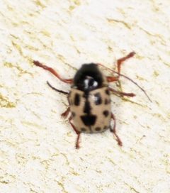 Cryptocephalus optimus by (c) Amber M. King, some rights reserved (CC BY), uploaded by Amber M. King. Used under a CC-BY license.