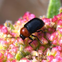 Cryptocephalus sanguinicollis by (c) Koji Shiraiwa, some rights reserved (CC BY), uploaded by Koji Shiraiwa. Used under a CC-BY license.