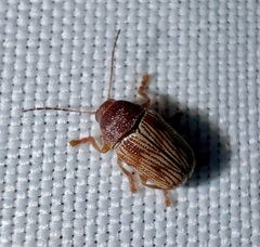Cryptocephalus schreibersii by (c) Joshua Ebright, some rights reserved (CC BY), uploaded by Joshua Ebright. Used under a CC-BY license.