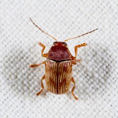 Cryptocephalus schreibersii by (c) Joshua Ebright, some rights reserved (CC BY), uploaded by Joshua Ebright. Used under a CC-BY license.