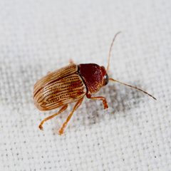 Cryptocephalus schreibersii by (c) Joshua Ebright, some rights reserved (CC BY), uploaded by Joshua Ebright. Used under a CC-BY license.