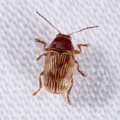 Cryptocephalus schreibersii by (c) Joshua Ebright, some rights reserved (CC BY), uploaded by Joshua Ebright. Used under a CC-BY license.
