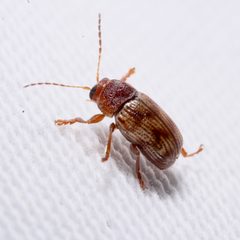 Cryptocephalus schreibersii by (c) Joshua Ebright, some rights reserved (CC BY), uploaded by Joshua Ebright. Used under a CC-BY license.