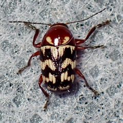 Cryptocephalus triundulatus by (c) Sue Carnahan, some rights reserved (CC BY), uploaded by Sue Carnahan. Used under a CC-BY license.