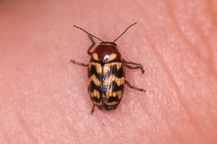 Cryptocephalus triundulatus by (c) Trevor Van Loon, some rights reserved (CC BY), uploaded by Trevor Van Loon. Used under a CC-BY license.