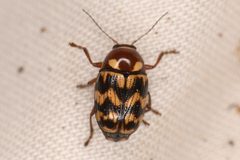 Cryptocephalus triundulatus by (c) Trevor Van Loon, some rights reserved (CC BY), uploaded by Trevor Van Loon. Used under a CC-BY license.