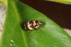 Cryptocephalus trizonatus by (c) Rolando, some rights reserved (CC BY), uploaded by Rolando. Used under a CC-BY license.