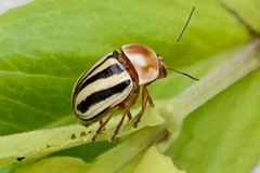 Cryptocephalus venustus by (c) Louise Woodrich, some rights reserved (CC BY), uploaded by Louise Woodrich. Used under a CC-BY license.