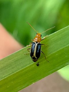 Cyclotrypema furcata by (c) Chet Burrier, some rights reserved (CC BY), uploaded by Chet Burrier. Used under a CC-BY license.