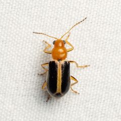 Cyclotrypema furcata by (c) Justin Williams, some rights reserved (CC BY), uploaded by Justin Williams. Used under a CC-BY license.