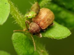 Demotina modesta by (c) Katja Schulz, some rights reserved (CC BY). Used under a CC-BY license.