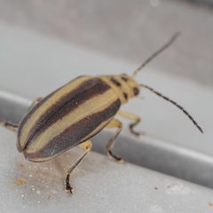 Derospidea brevicollis by (c) Victor Engel, some rights reserved (CC BY), uploaded by Victor Engel. Used under a CC-BY license.