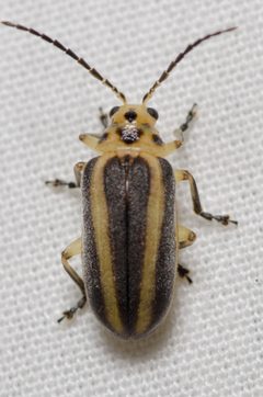 Derospidea brevicollis by (c) Justin Williams, some rights reserved (CC BY), uploaded by Justin Williams. Used under a CC-BY license.