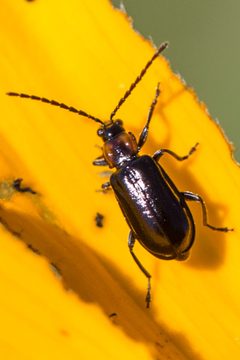Diabrotica cristata by (c) Bill Keim, some rights reserved (CC BY). Used under a CC-BY license.