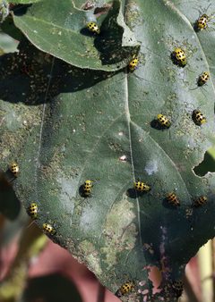 Diabrotica undecimpunctata by (c) Catherine C. Galley, some rights reserved (CC BY), uploaded by Catherine C. Galley. Used under a CC-BY license.