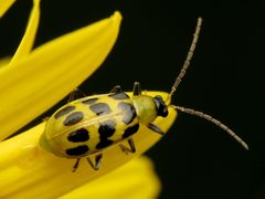 Diabrotica undecimpunctata by (c) Katja Schulz, some rights reserved (CC BY). Used under a CC-BY license.